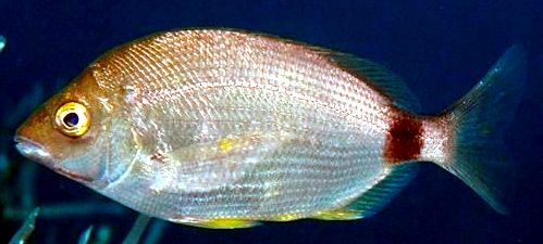 Diplodus annularis_04.jpg